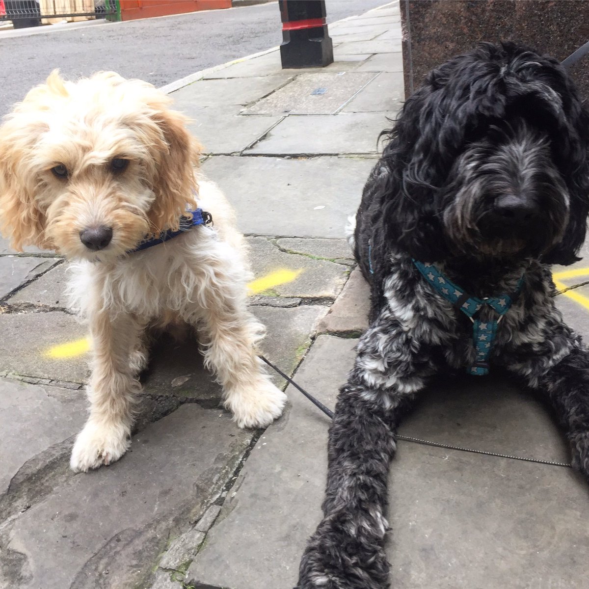 PerkboxDexter's tweet image. Our happiness team @perkbox HQ #chiefhappinessofficer #EmployeeEngagement #officedogs #dogsoftwitter