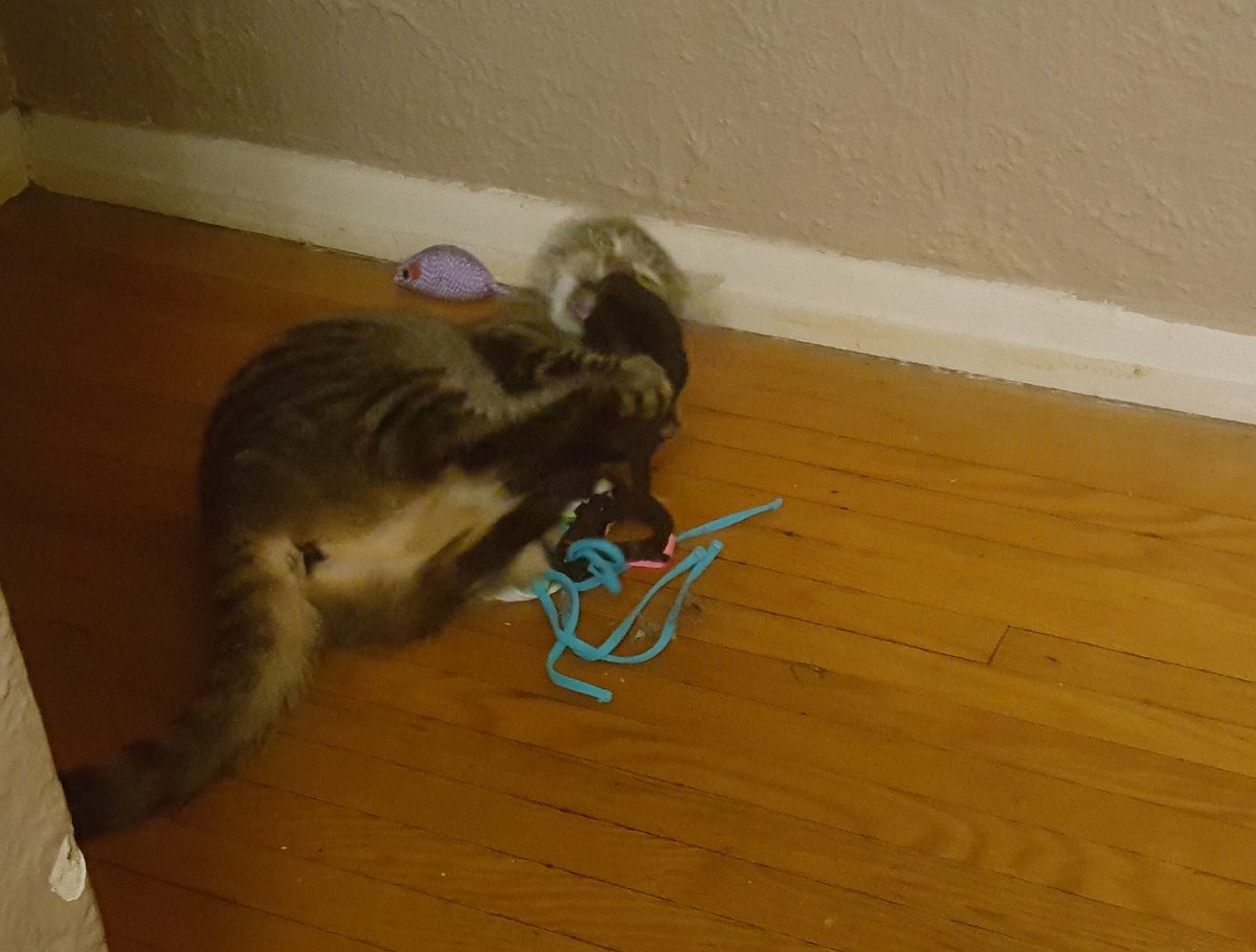 You know your bikini tops are ratchet when your cat finds them, drags them down the hall and tries to kill them like a rat. XD