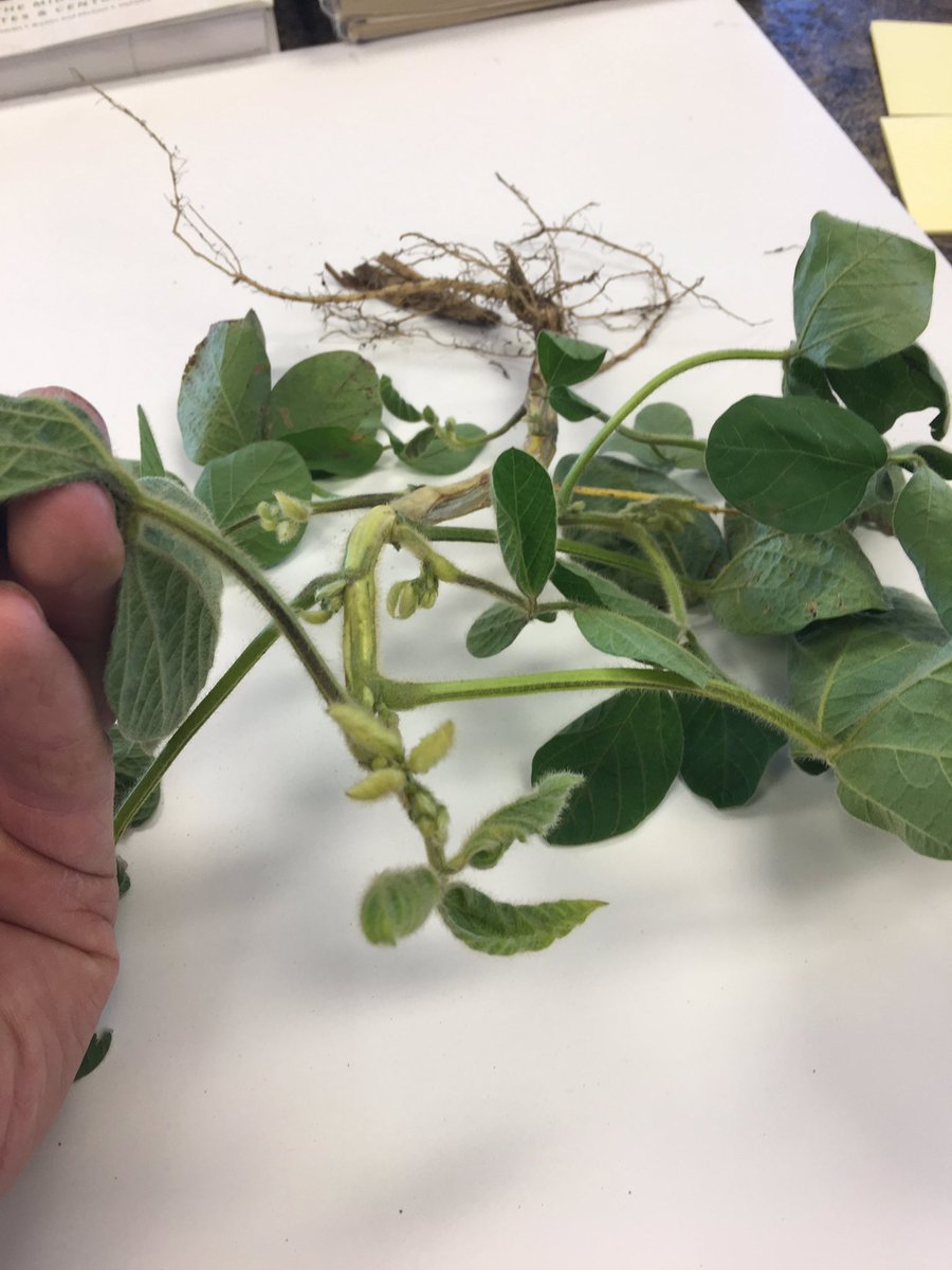 PaulBromley5's tweet photo. Rapid Growth Syndrome vs. simulated dicamba drift (3 drops in 2 liter bottle). Notice difference in cupping, epinasty, and leaf surfaces. https://t.co/wOCEc7g154