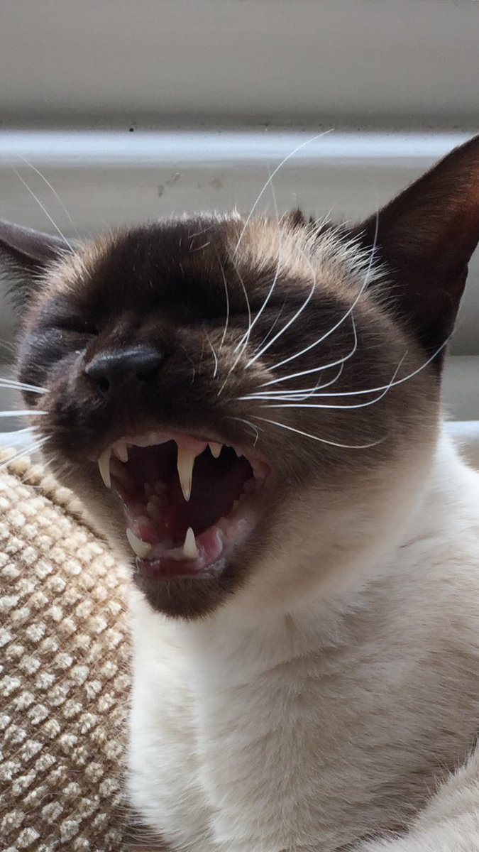 myleftfang's tweet photo. THROWBACK THURSDAY. #FangsForTheMemory https://t.co/JScXhmlkik
