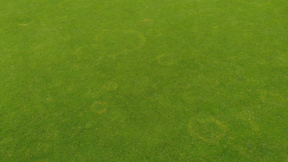 IanJosephHarri5's tweet photo. That welcome rain certainly helped trigger off our annual visitor basidiomycetes, set the clock by its timing #Summer #Azoxystrobin ⛳. 🏌 https://t.co/he4md9Ytqi