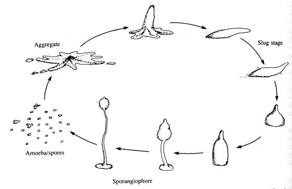 RyuHankil's tweet photo. the life cycle of slime mold: https://t.co/wq8qk3U7sL