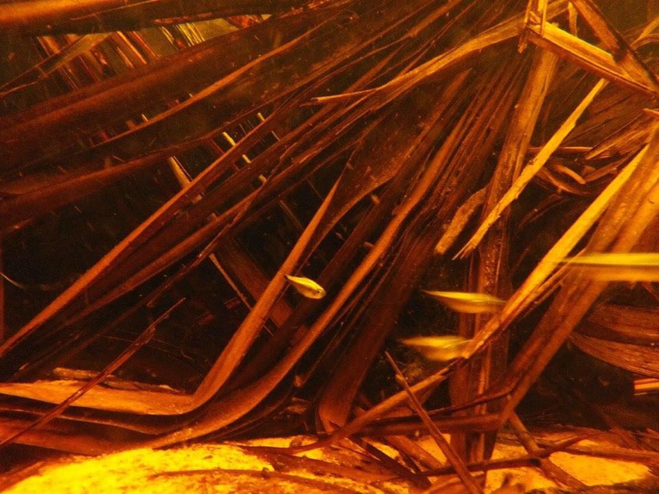 tanninaquatics's tweet photo. THURSDAY "TINT": The beauty, the tension...the appreciation. The "mental shift." Revisited. https://t.co/7hjEyVfYX2 https://t.co/FiDtj0QyOI