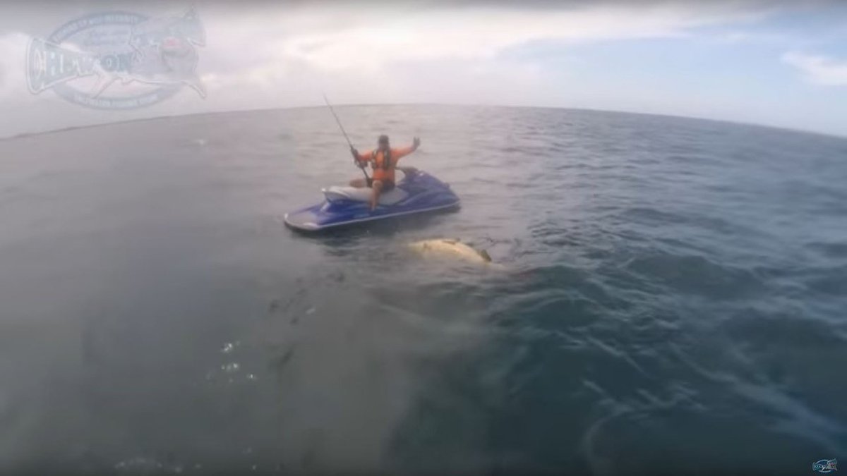 Man on Jet Ski hauls in goliath grouper off Florida coast bit.ly/2t6UKlA https://t.co/2MTk6IEnrl
