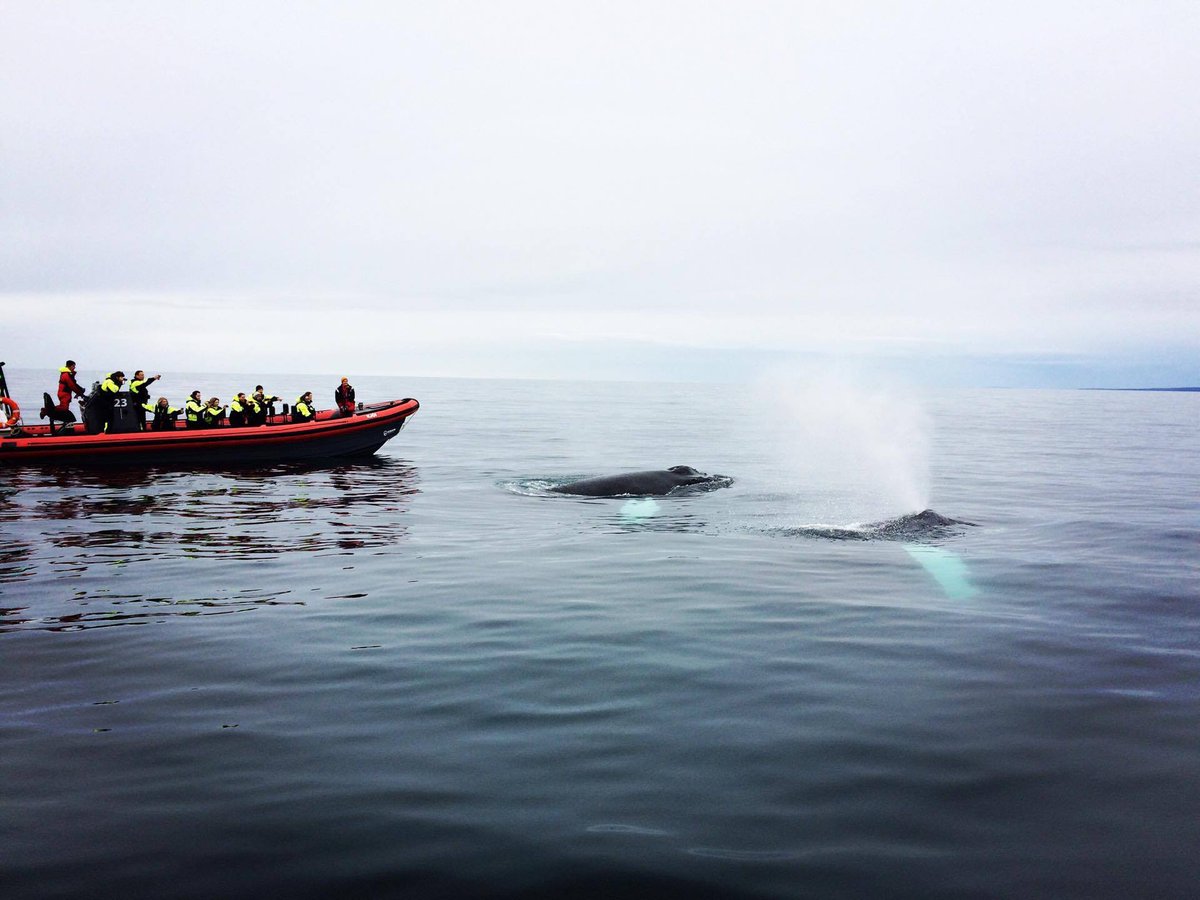 HusavikAdventur's tweet photo. #Humpback #whalewatching #WHALES #husavikadventures #iceland #husavik https://t.co/L4T0gIaTK6