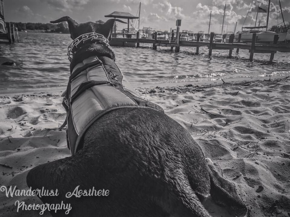 WAPhotograph16's tweet photo. #beach #dog #sleeping #swiming #photography #greatdane #pitbull https://t.co/Zd2riII4Ps