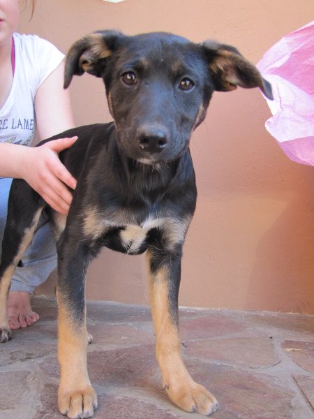 ChainBoland's tweet photo. Kristy is a confident girl, mix of all sorts. 4 mnths &amp; waiting to be adopted! @WeAreAnimalsUCT @PAWRescue @pawsofcapetown @DogRescueTweets https://t.co/S1bXpka8Xq
