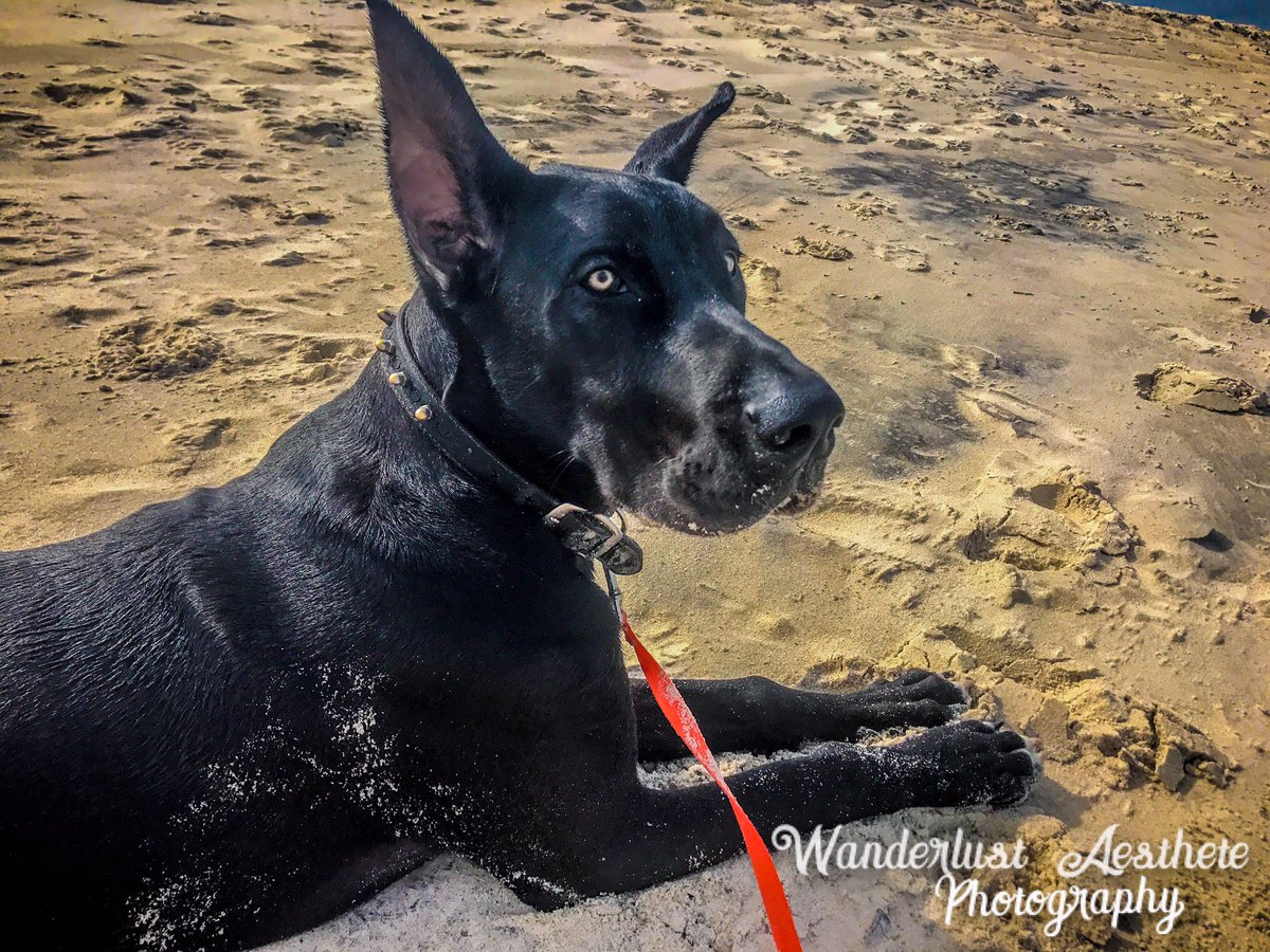 WAPhotograph16's tweet photo. #ocean #beach #greatdane #photography #dog https://t.co/oogWvqrjvj