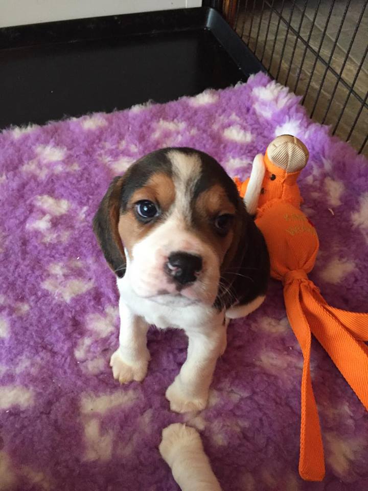 Vetfleece tweet media