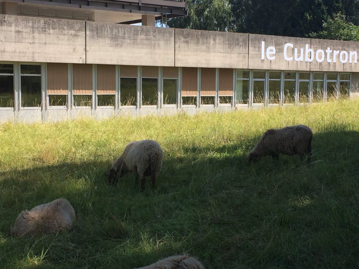 iawisnews's tweet photo. Our conference settings are as interesting and varied as our scholarly papers. Moutons et Cubotron. #iawis2017 @repro2017 @unil https://t.co/G9a1Gm7hUX
