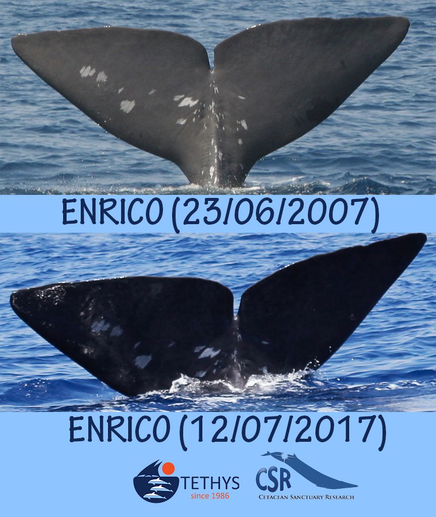 Tethys_CSR's tweet photo. Here is our sperm whale "Enrico", sighted yesterday after 10 years since last time! https://t.co/xJHCMjqseg