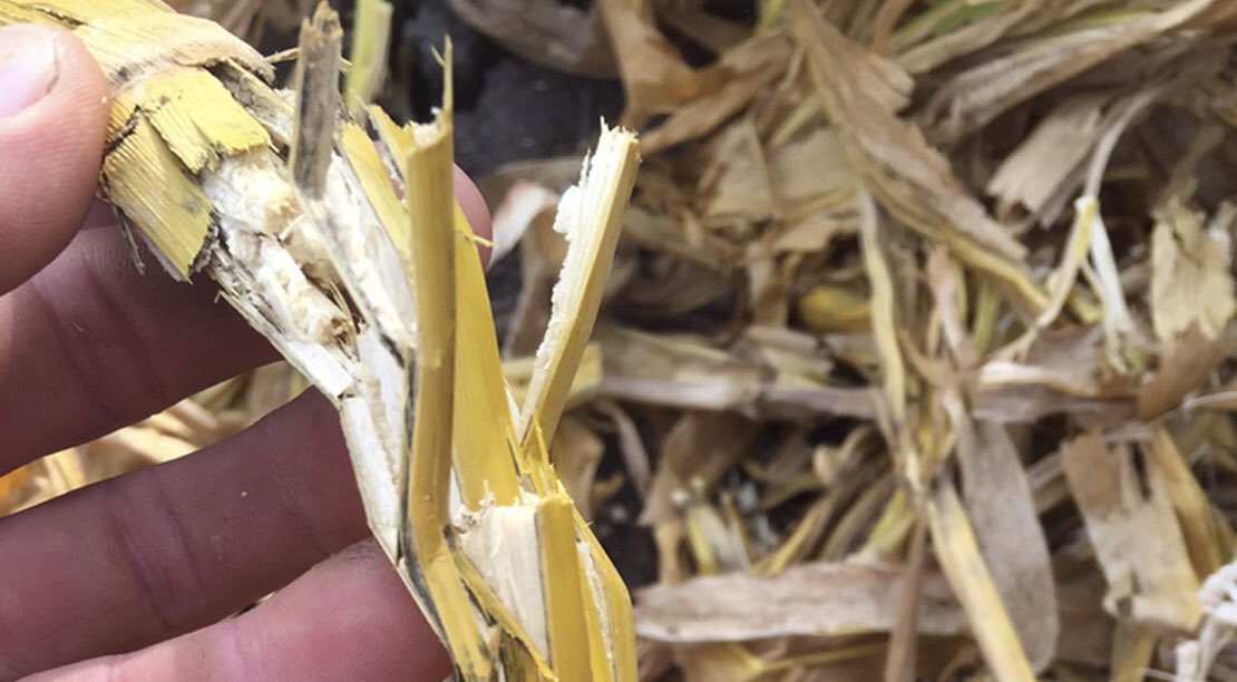 NZwambag's tweet photo. Residue management starts at the corn head @360yieldcenter #chainroll is the best agronomic answer call @DevolderFarms at 519-352-8799 https://t.co/8KeNKZ5Up4
