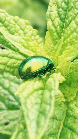 Taking a moment to #pause and look around the garden, spotted this Chrysolina Herbacea aka Mint Leaf Beetle; stunning iridescent colours