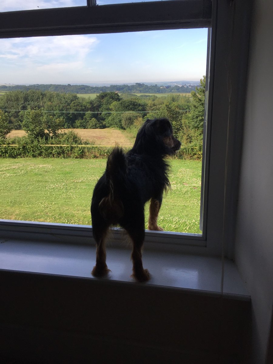 MediBracelets's tweet photo. Office dog Eddie is patrolling the premises... :-) https://t.co/cSv1Zrxs9v