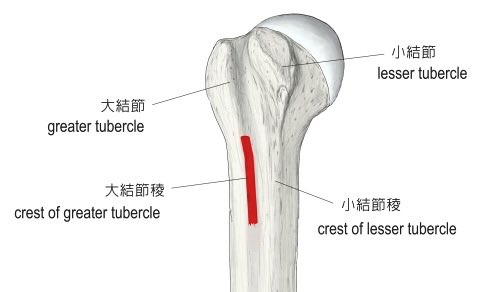 結節 稜 大 上腕骨の構造