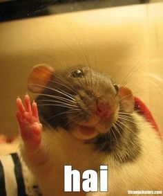 Oh hey there!! #rats #petrats #cuterats #ratmemes #petmemes