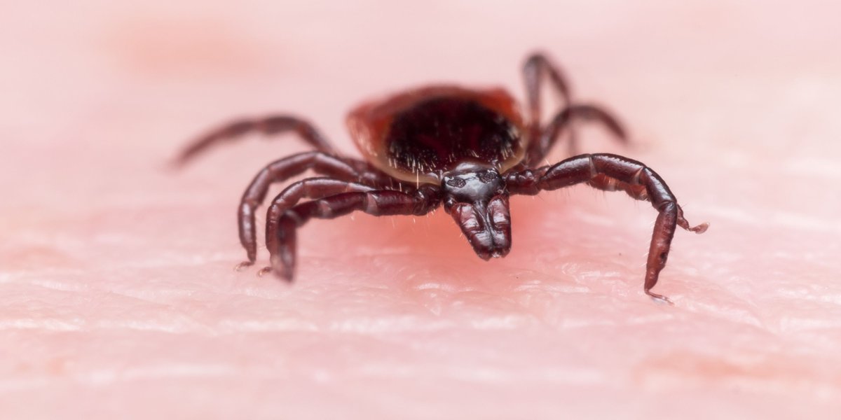 Reduce the chance for tick bites with these @FMCpest best management practices. bit.ly/2tG4qSG