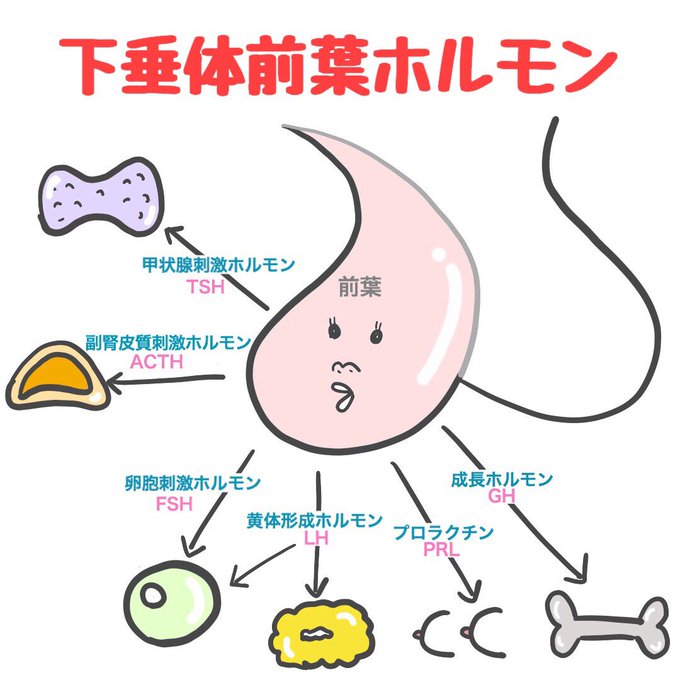 ゴロ 解剖生理イラストさん の最近のツイート 17 Whotwi グラフィカルtwitter分析