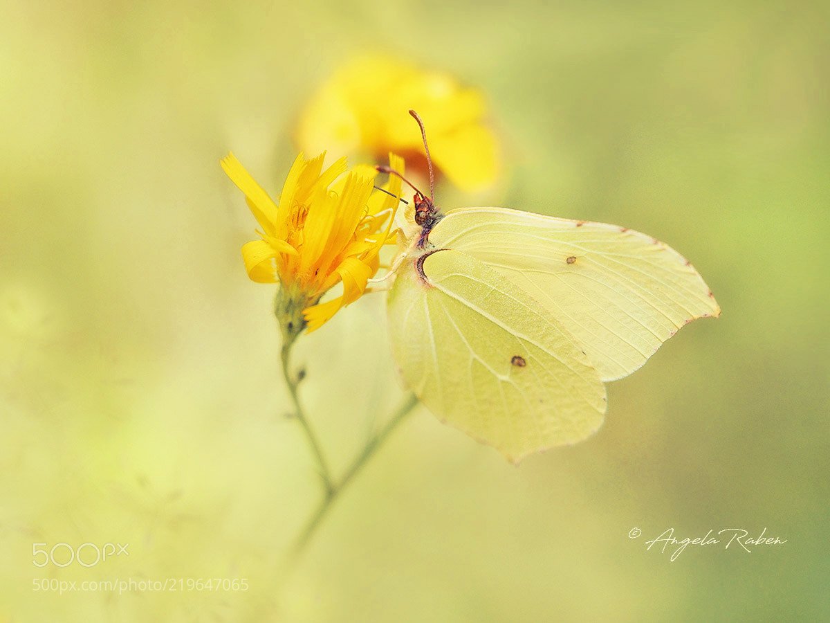 Funny_n_Serious's tweet photo. Mellow Yellow (Angela Raben / Doetinchem / The Netherlands) #E-M5MarkII
#macro #photo #insect #nature https://t.co/QG27QDcbnE