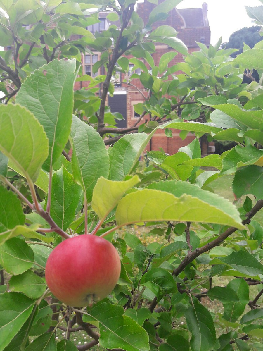MSESustainabi1's tweet photo. ...even we got caught in the act. #fruitsofyourlabour #harvest2017 @CityMencap https://t.co/Puxqv7eADL