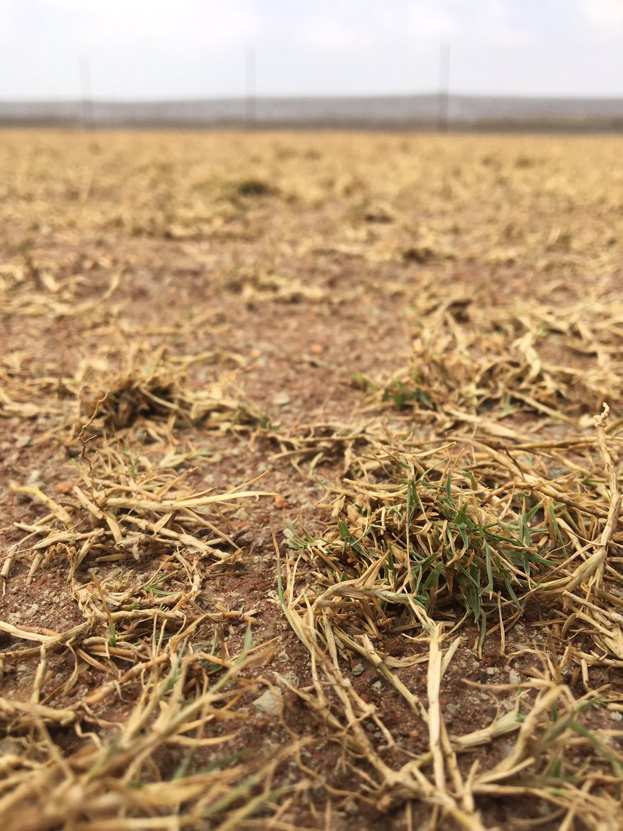 Signs of life on the square !!! <a href="/DesertSpringsES/">Desert Springs Spain</a> <a href="/DSCricketSpain/">DesertSpringsCricket</a> @the_iog @Grassjunkie
