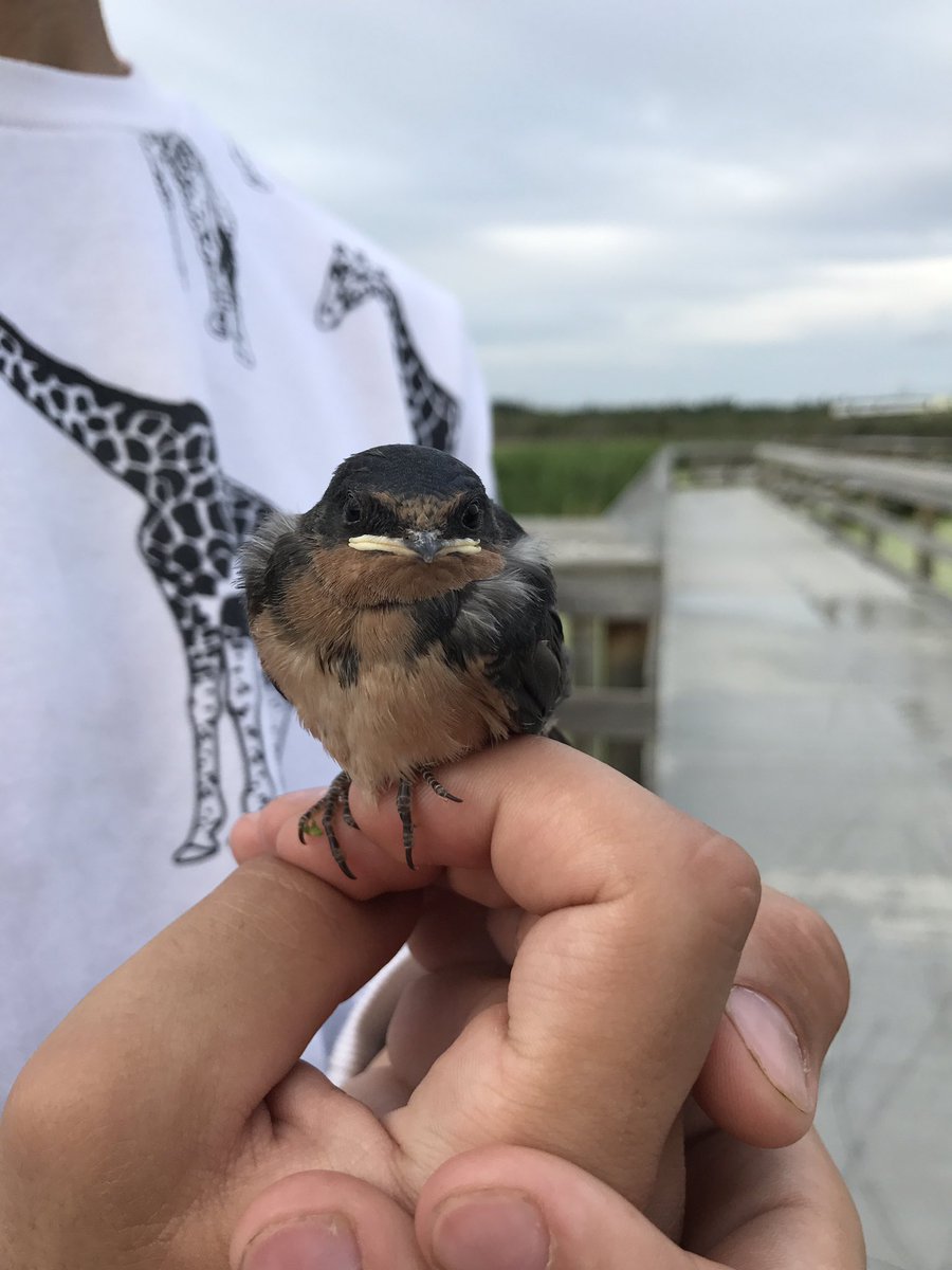 Markonus_io's tweet photo. We were walking along the walkway in the Lois Hole Centennial park, and came across this little guy! He was so  tame and nonchalant 😂🔥 https://t.co/XYFXM5MevV