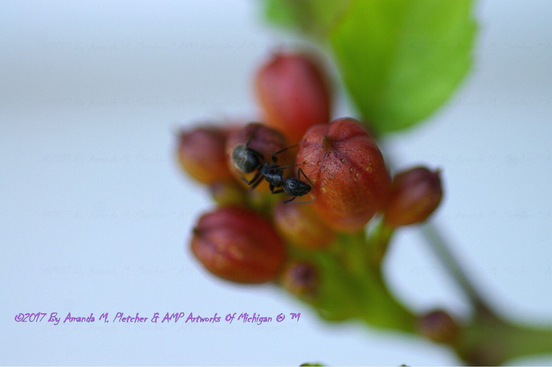 AMPartworksofMI's tweet photo. #AMPUPMuskegon #Original #Art #Photography #AMPartworksofmichigan #Ants #TrumpetTree #MichiganNature #GetAMPdMuskegon #InTheMitten #AMPUP 🐜🌿 https://t.co/ABoR9tC4Xp
