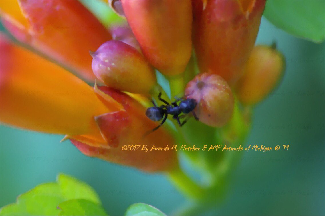 AMPartworksofMI's tweet photo. #AMPUPMuskegon #Original #Art #Photography #AMPartworksofmichigan #Ants #TrumpetTree #MichiganNature #GetAMPdMuskegon #InTheMitten #AMPUP 🐜🌿 https://t.co/ABoR9tC4Xp