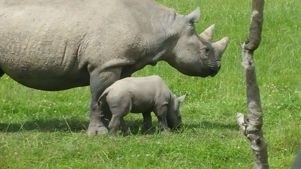 Winsford_Steve's tweet image. Loving @chesterzoo @HellHowie @AufaitwithWine