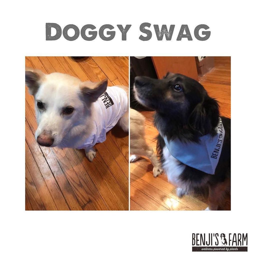 BenjisFarm's tweet photo. #Swag Koby &amp; Whiskey

#PowerOfPlants #BenjisFarm #Organic #Natural #Vegan #Vegetarian #GlutenFree #NonGMO #GrainFr… https://t.co/J9p6azH2a5 https://t.co/XiIzHh1Uju