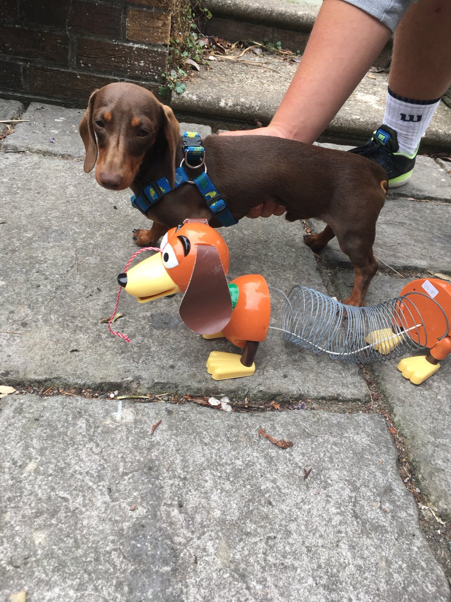 toothisoutthere's tweet photo. @unsignedrewind @TravisBand @SilverstoneUK @Leadmill @silverstone Yes, aBitOf #magicwriting
My #SausageDog Edgar writesAll myMaterial 
Taps out200WormsAMinute
I use #PoodleTranslate which gives me the gist https://t.co/Fc5yBKTLU7