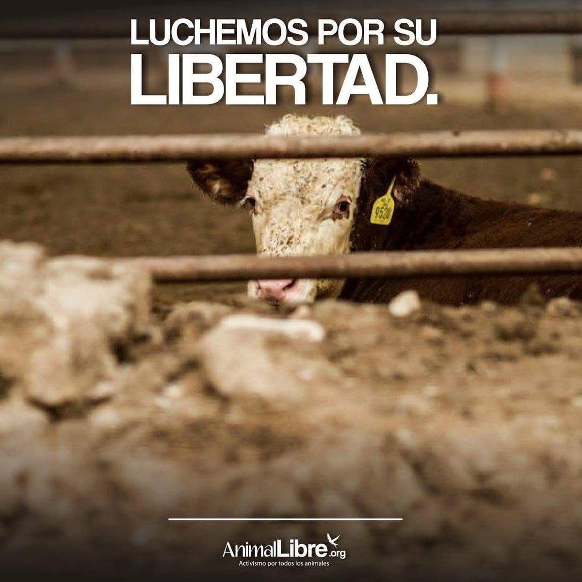 Animal Libre Argentina tweet media
