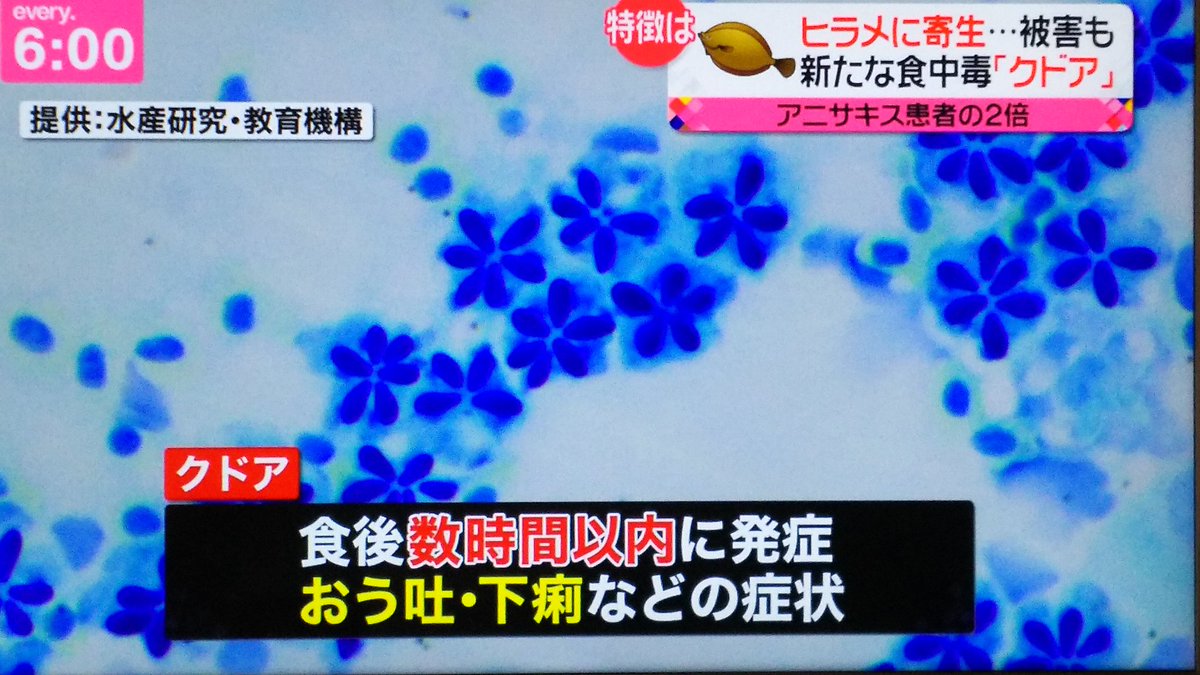 クドア Twitter Haku クドア Twitter Haku
