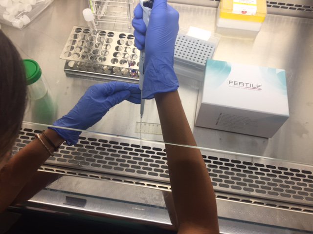 Fertile Chip ¿En qué consiste? Nuestra Resp. del Laboratorio de <a href="/GinemedC/">Ginemed</a> #Murcia <a href="/Palo_Piqueras/">Paloma Piqueras</a>  nos lo cuenta blog.ginemed.es/nuevos-estudio…