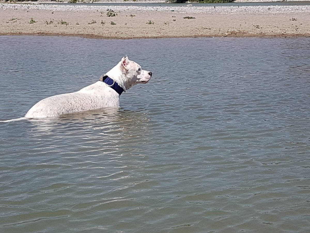 JJuventusGirl's tweet photo. Fighi al fiume 😍 #dogoargentinoworld #dogopower https://t.co/RdaiEzDR2K