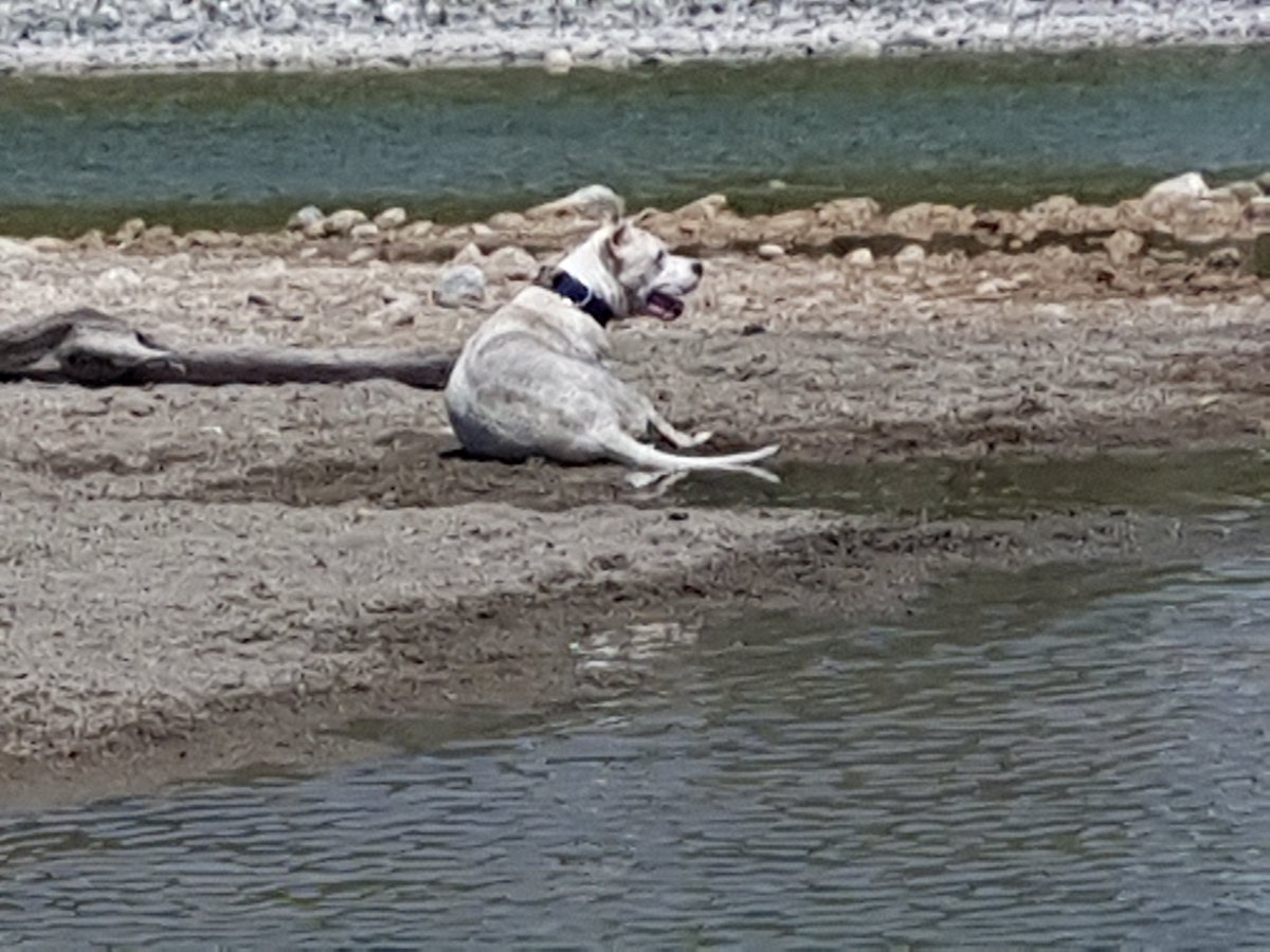 JJuventusGirl's tweet photo. Fighi al fiume 😍 #dogoargentinoworld #dogopower https://t.co/RdaiEzDR2K