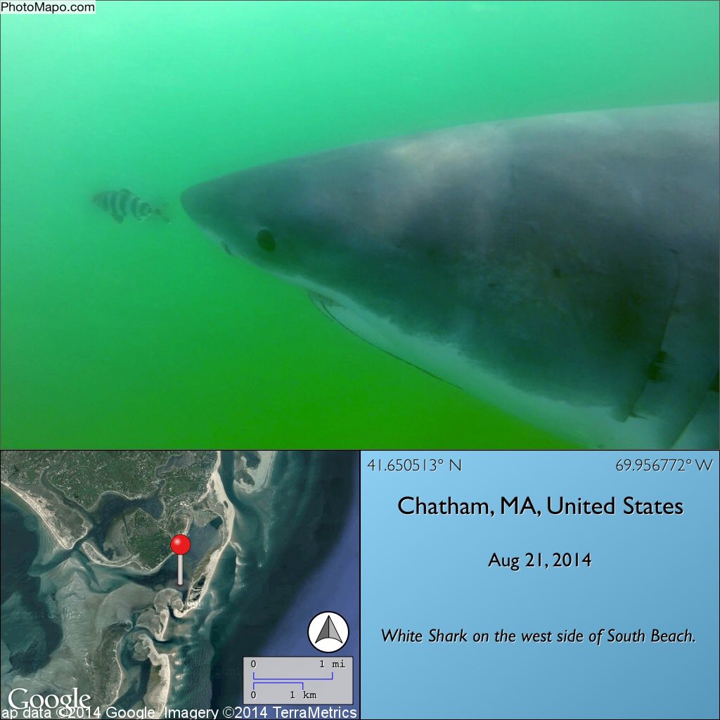 MA_Sharks's tweet photo. Add white shark 'Sandy' to list of tagged sharks that have returned. He was first ID'd in the S Cut, same area where @SharkJamison stranded https://t.co/bNdfYPXeBT