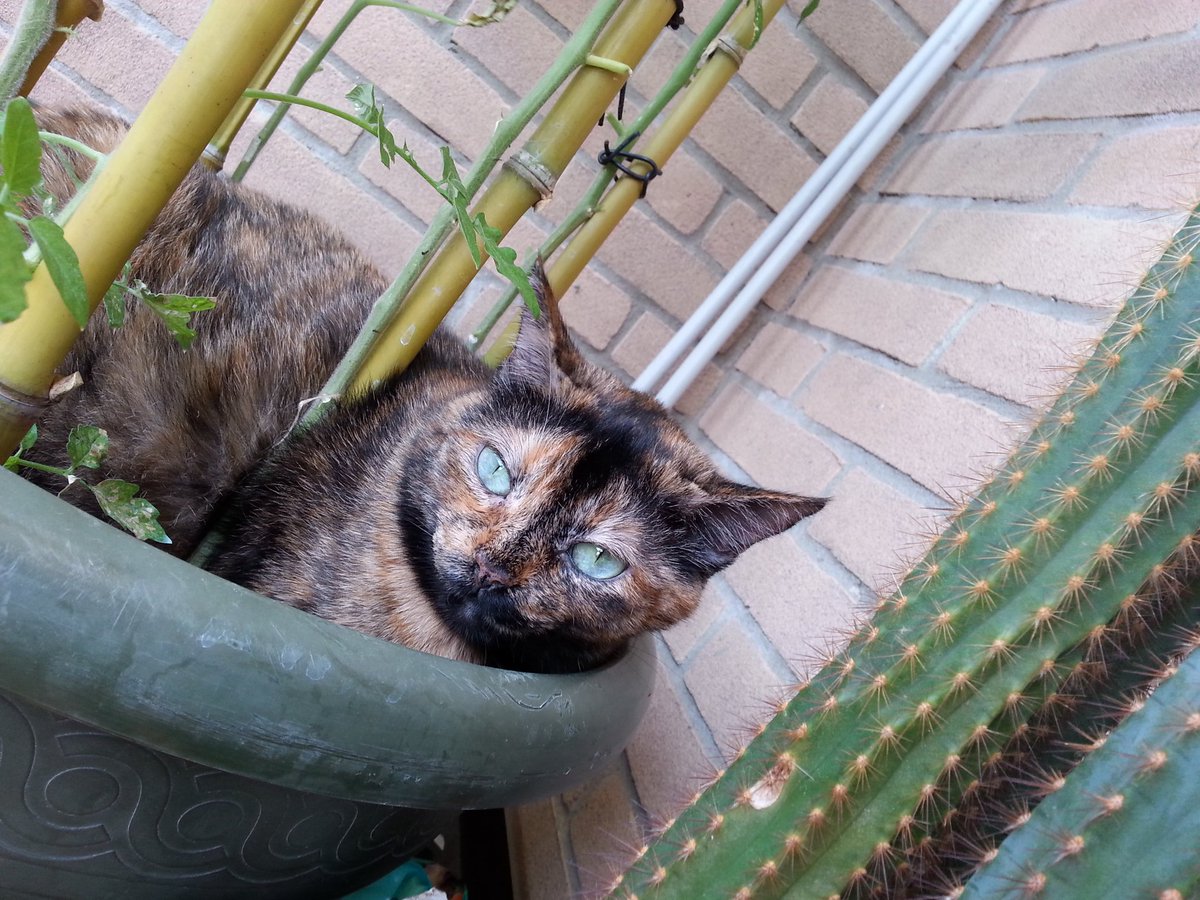 maolindas's tweet photo. Ho piantato i pomodori e me ne uscito uno Speciale, ha gli occhi verdi e la pelliccia multicolor.....
#provaA indovinare di che qualità è... https://t.co/jeBF1AsamZ