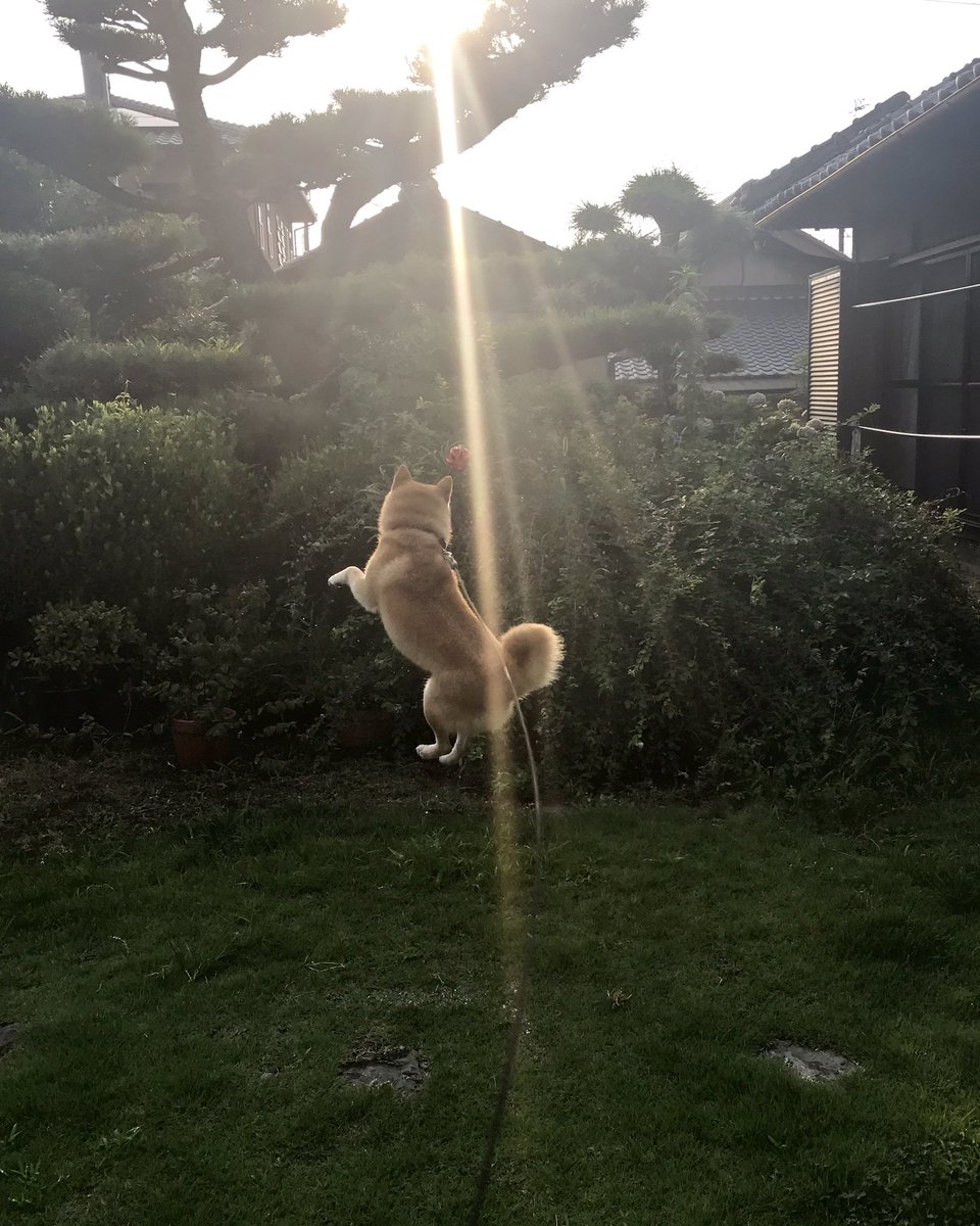 inu_10kg's tweet photo. わしの愛犬が神々しすぎる https://t.co/oX3st9OKyT