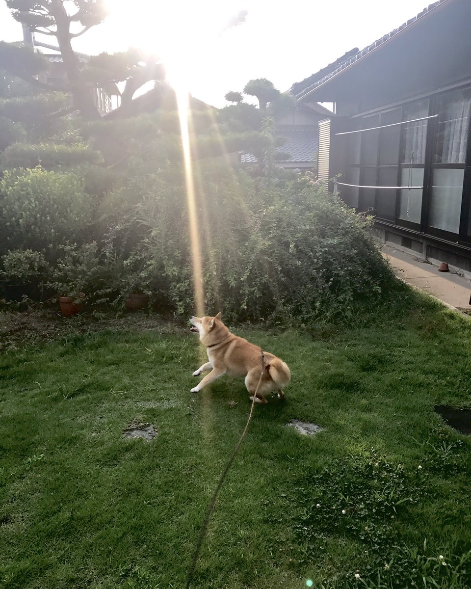 inu_10kg's tweet photo. わしの愛犬が神々しすぎる https://t.co/oX3st9OKyT