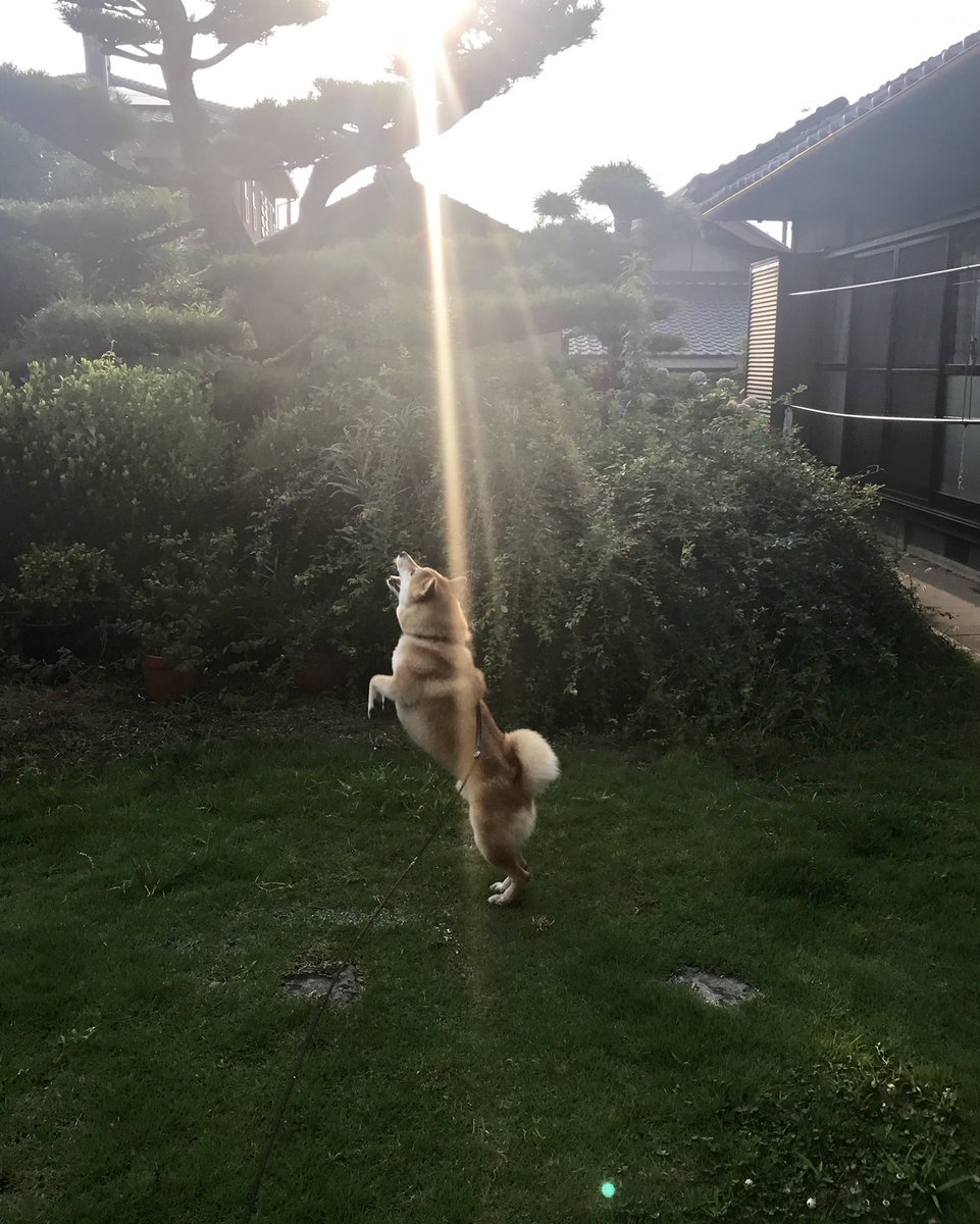 inu_10kg's tweet photo. わしの愛犬が神々しすぎる https://t.co/oX3st9OKyT