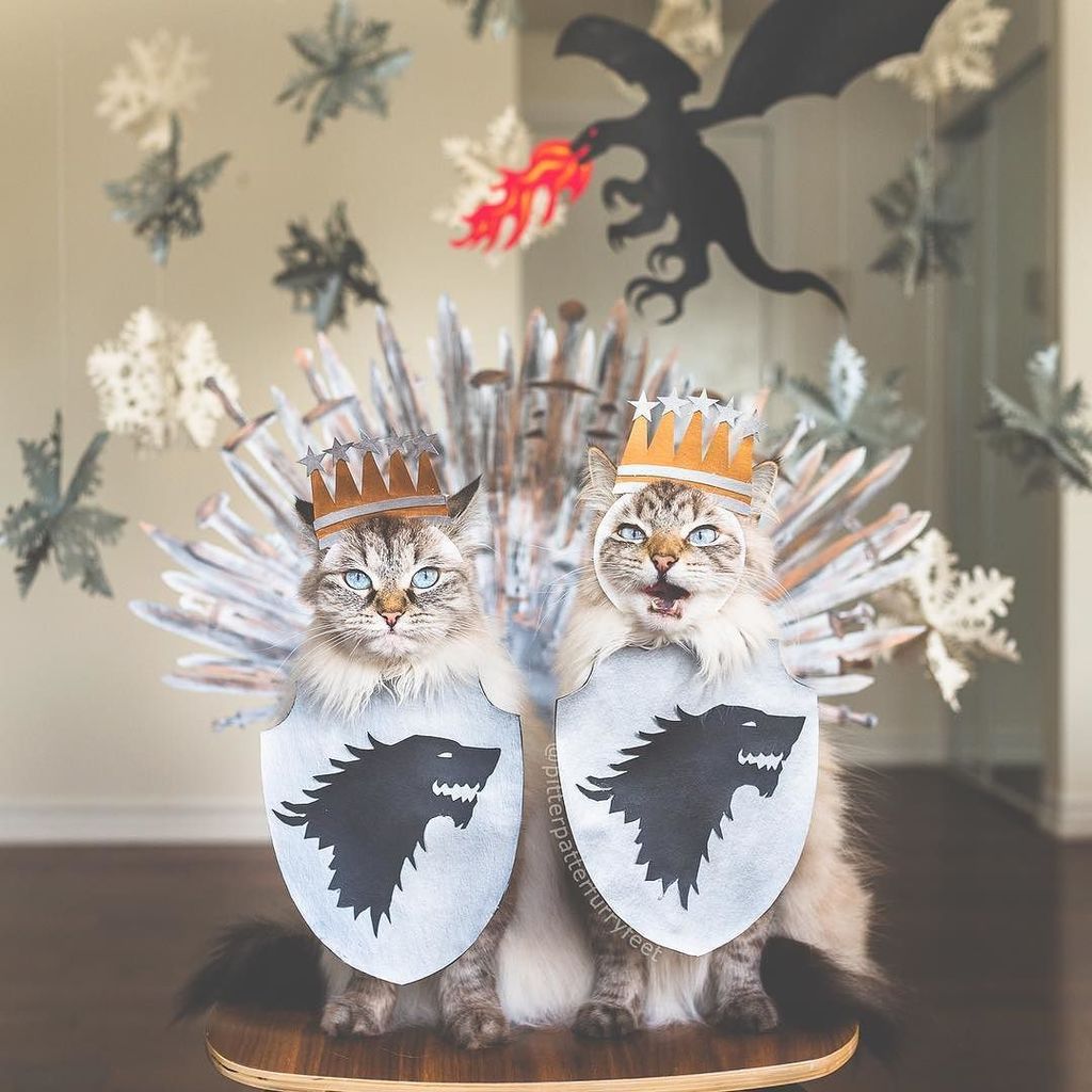 pitpatfurfeet's tweet photo. Of course, we are Starks! 😉😹 Who's excited about the return of #GameOfThrones this weekend? #GoT #framedfurryfaces… https://t.co/nGnktpfARt https://t.co/PIW8CkMn20