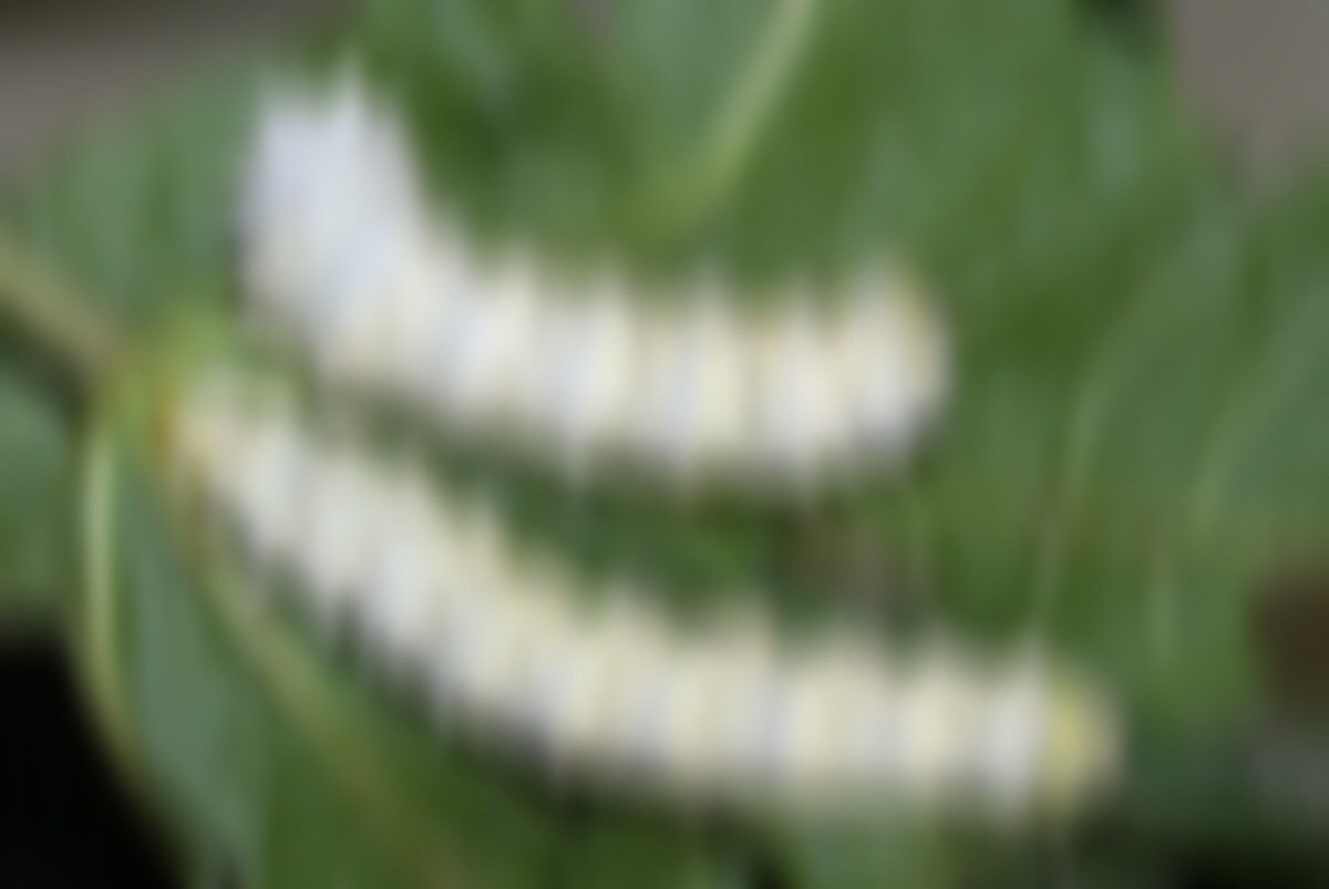 team_continuum's tweet image. Here's a sneak peak of STC's experiment - can you guess what it is? @ISSET_STEM #missiondiscovery