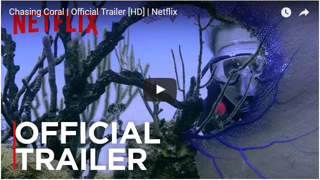 BonaireNews's tweet image. @ChasingCoral Movie Screening Jul 15, View trailer infobonaire.com/?p=10328 #Bonaire #diving #bonairescubadiving #InfoBonaire #BonaireInsider