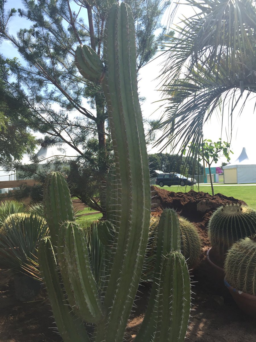 CactusDirect's tweet image. We've just been down to check out how our #cacti are looking in the @warnesmcgarr #RHSTatton show garden. #largecacti #2101garden