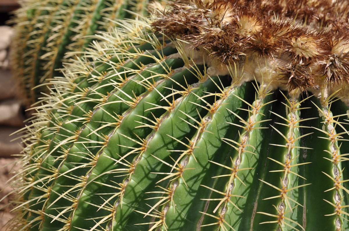 CactusDirect's tweet image. We've just been down to check out how our #cacti are looking in the @warnesmcgarr #RHSTatton show garden. #largecacti #2101garden