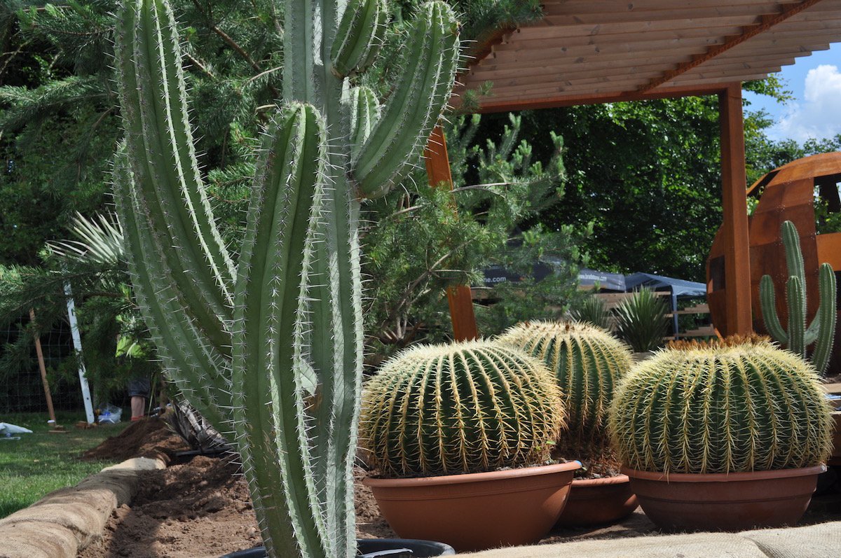 CactusDirect's tweet image. We've just been down to check out how our #cacti are looking in the @warnesmcgarr #RHSTatton show garden. #largecacti #2101garden