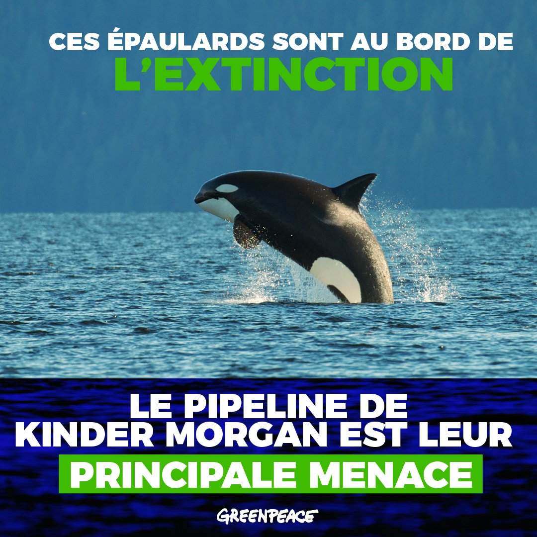 greenpeaceQC's tweet photo. La banque TD peut faire une différence en cessant de financer le pipeline de Kinder Morgan >>  https://t.co/FmebMSoJYf #eauvspipeline https://t.co/fUODvfGaXK