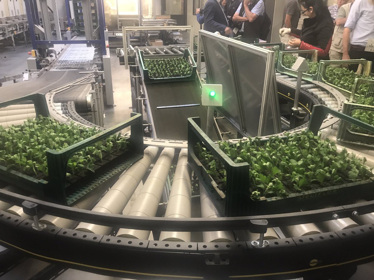 sir_plantalot's tweet photo. WOW ! Incredible visit to @Deliflor  Chrysanthemum production, power of automation is incredible ! Thanks for the visit #ipps2017 https://t.co/PIUEPlCUvj