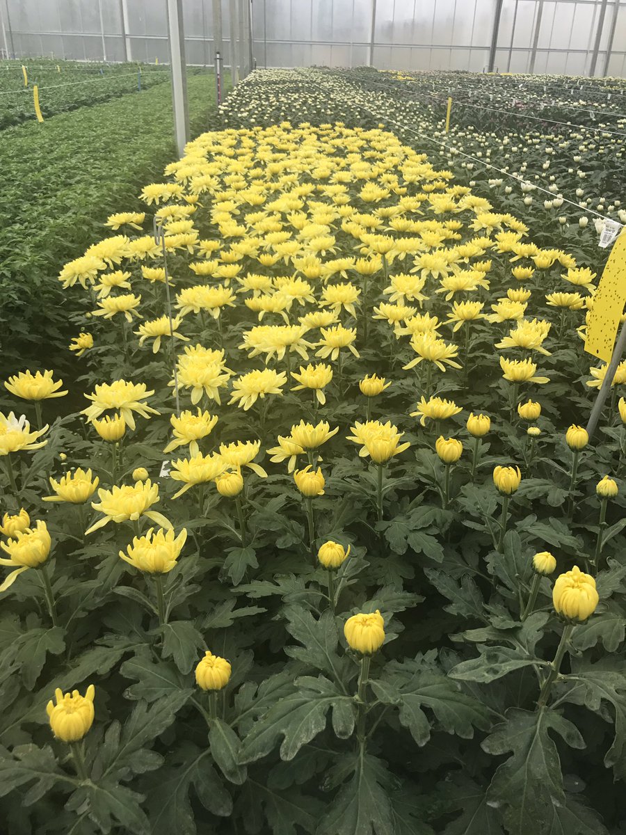 sir_plantalot's tweet photo. WOW ! Incredible visit to @Deliflor  Chrysanthemum production, power of automation is incredible ! Thanks for the visit #ipps2017 https://t.co/PIUEPlCUvj